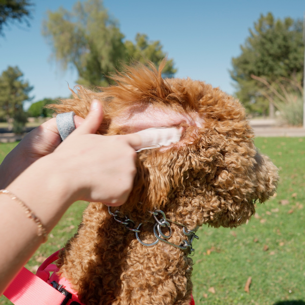 dog massage
