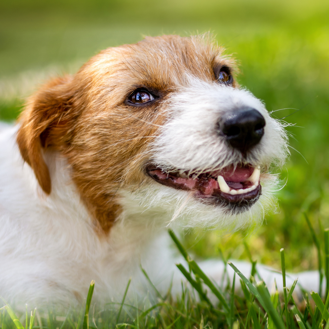 Revealed: The Surprising Dental Benefits of Coconut Oil for Dogs