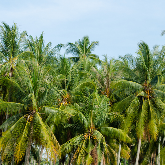 The Story Behind Our High-Quality Coconut Oil: Sourced from the Pioneers of Cold-Pressed Technique